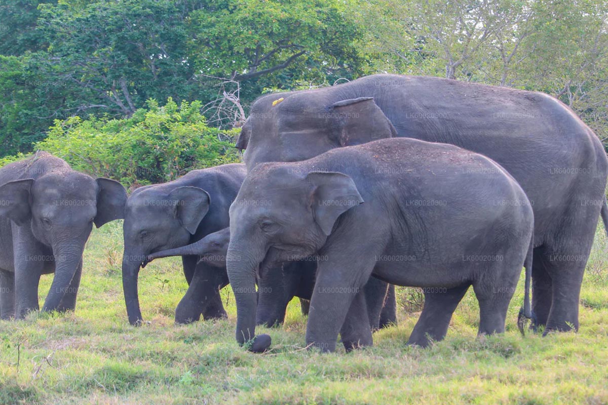 Elephant- Bundala National Park