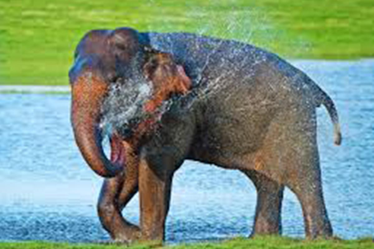 Elephants In Minneriya National Park
