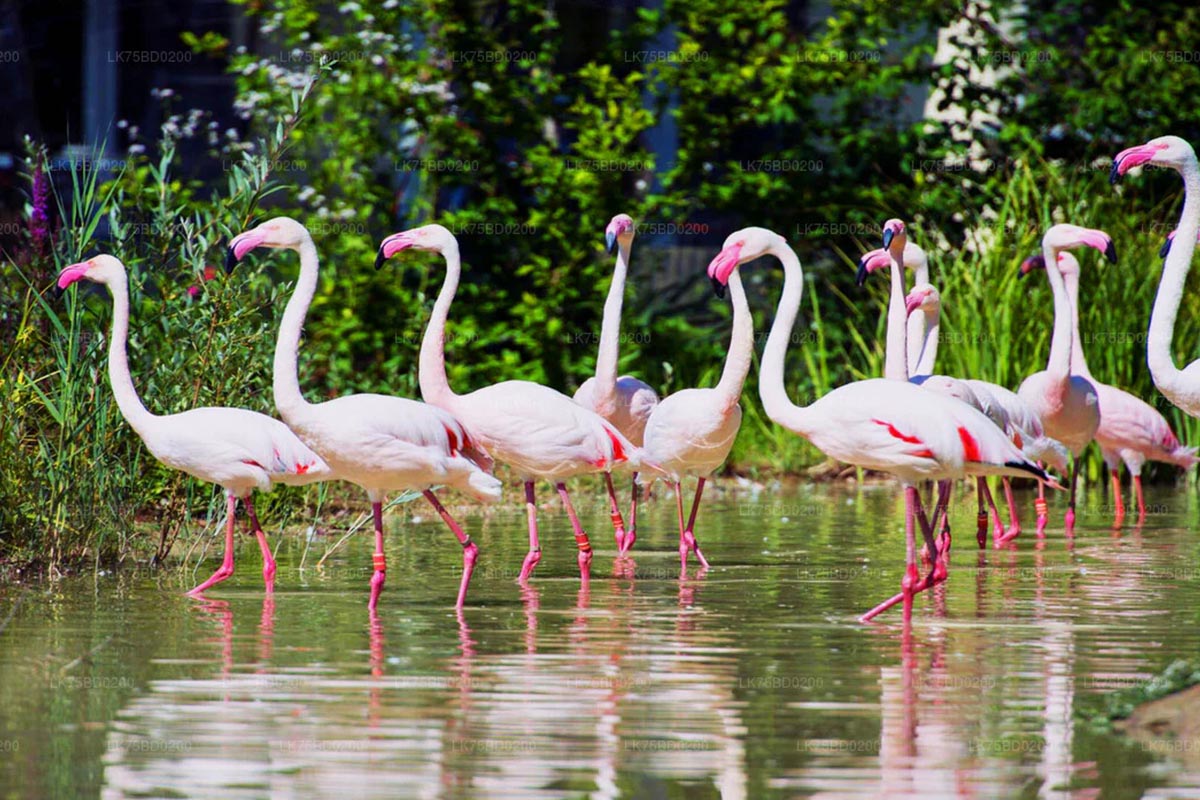 Greater Flamingo