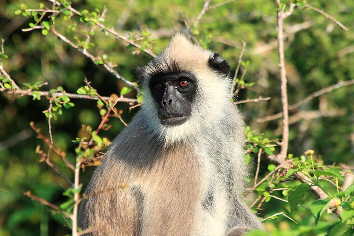 Grey Langur & Toque Macaque