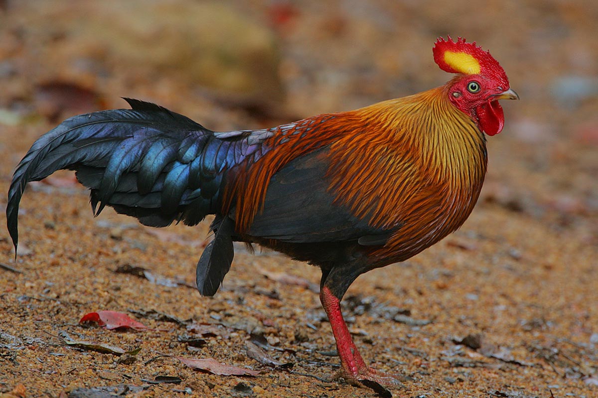 Jungle Fowl