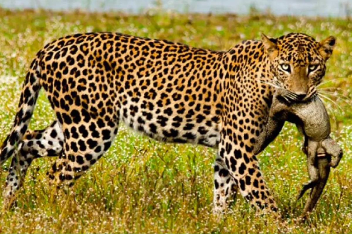 Leopard