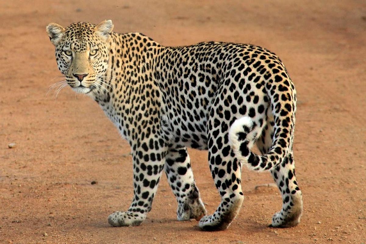 Leopard in Yala