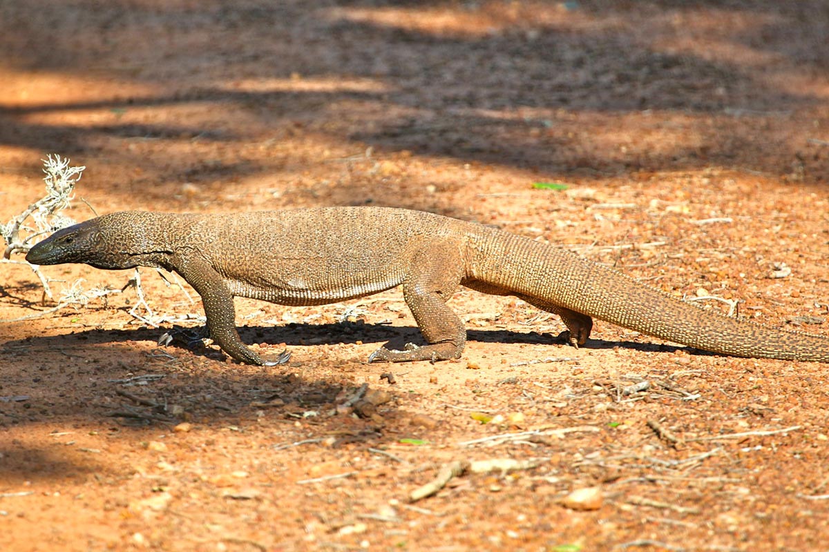 Monitor Lizard