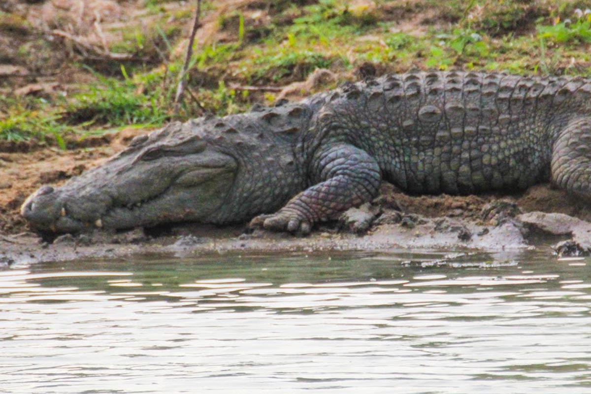 Mugger Crocodile