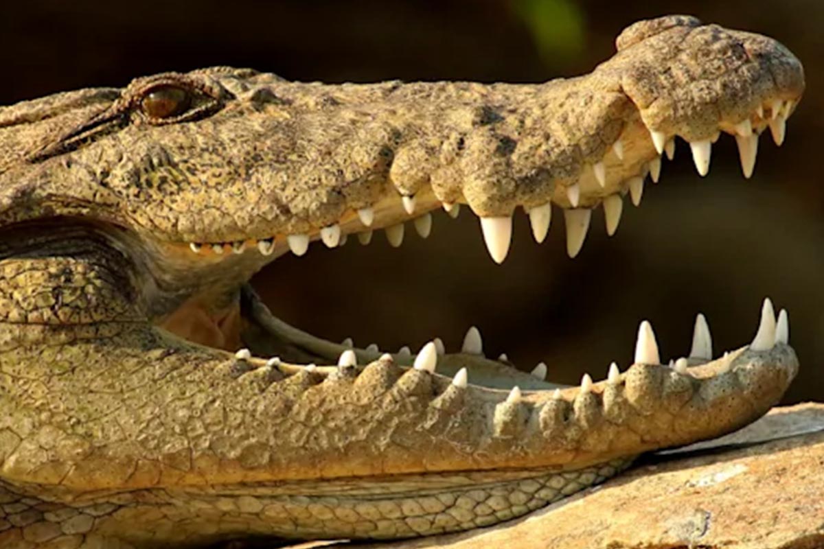 Mugger Crocodile