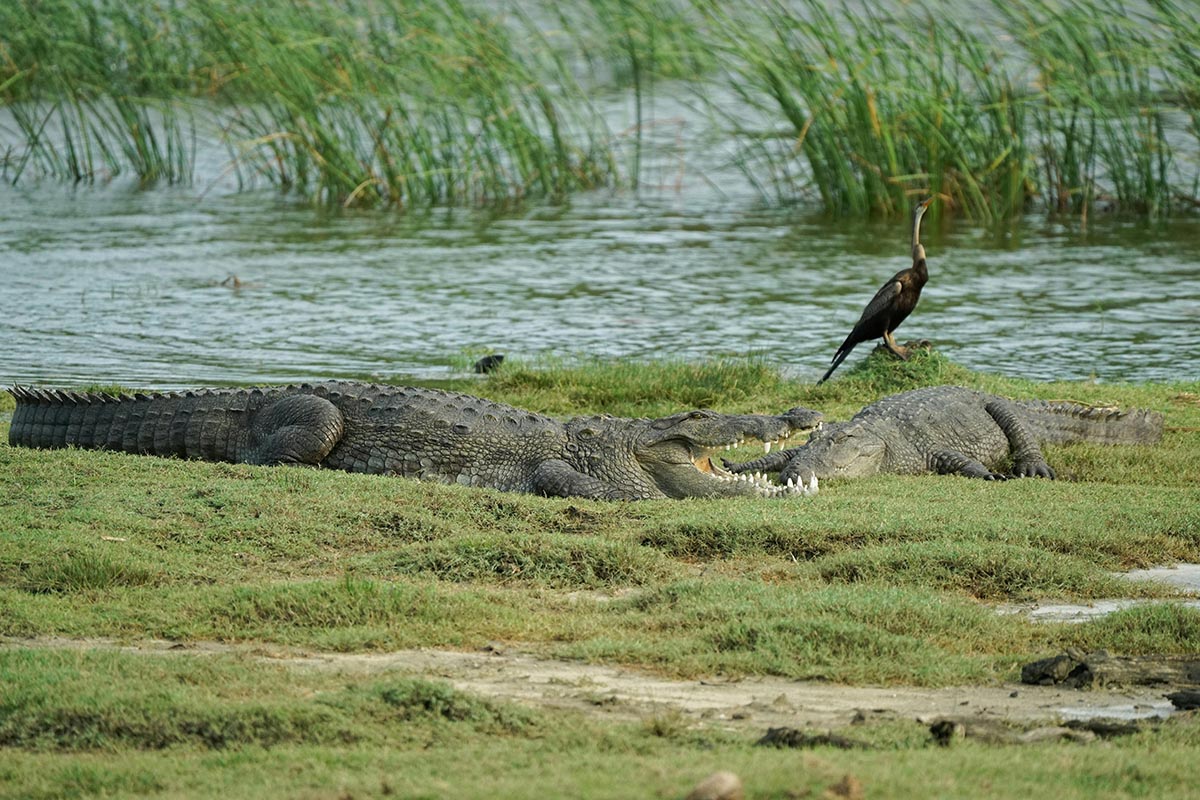Mugger Crocodile In Yala