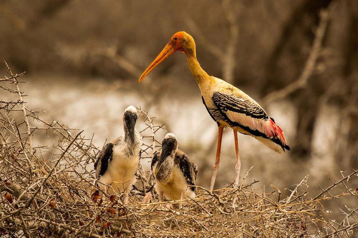 Painted Stork