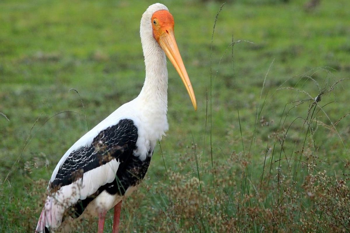 Painted Storks