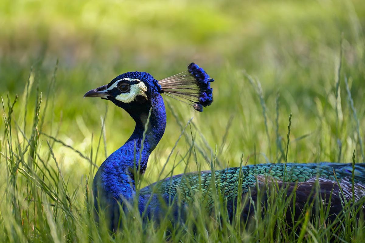 Peacock In Yala
