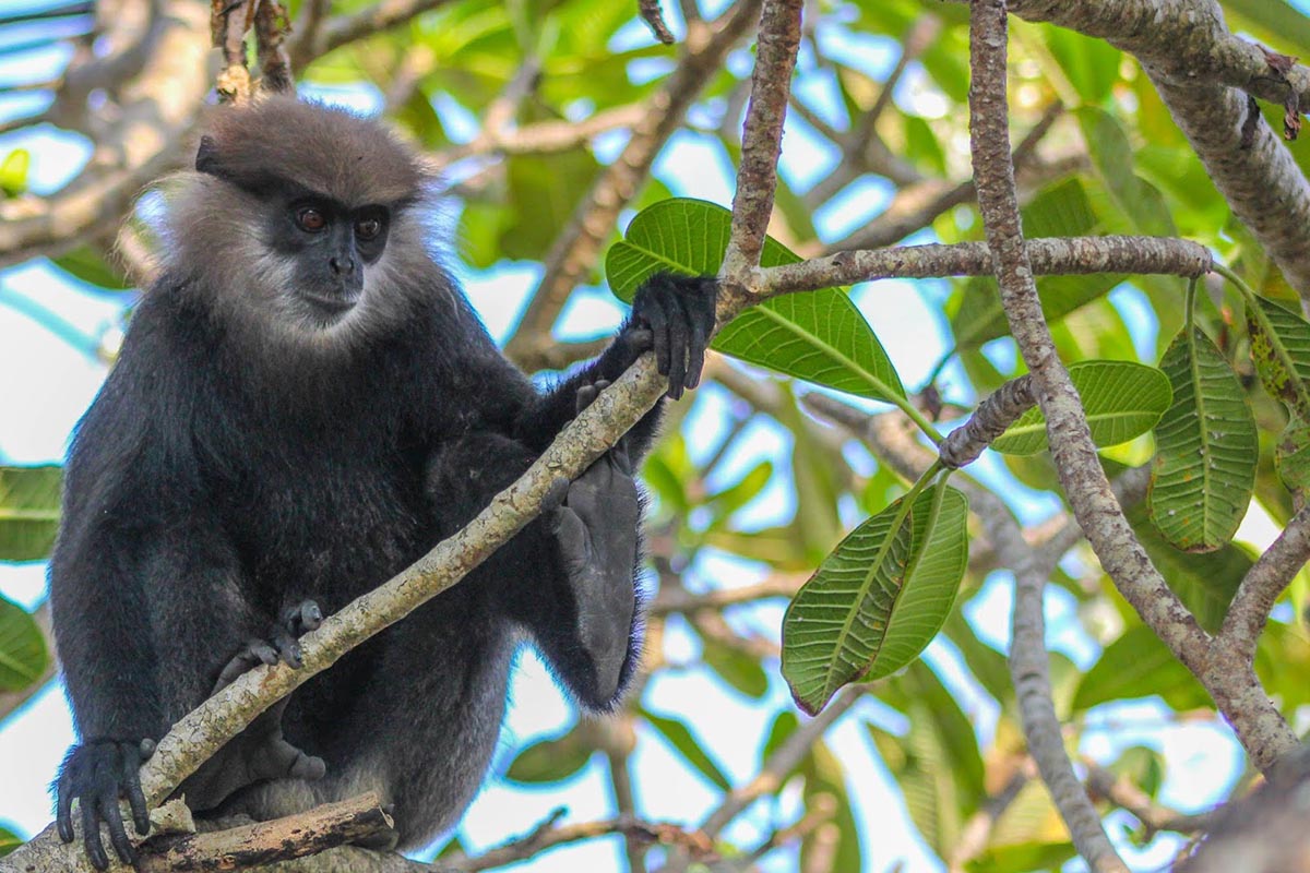 Purple-faced Langur