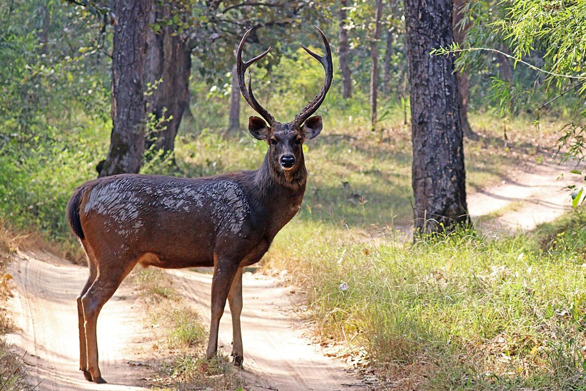 Sambar and Spotted Deer