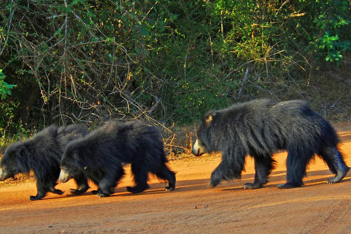 Sloth Bear In Yala