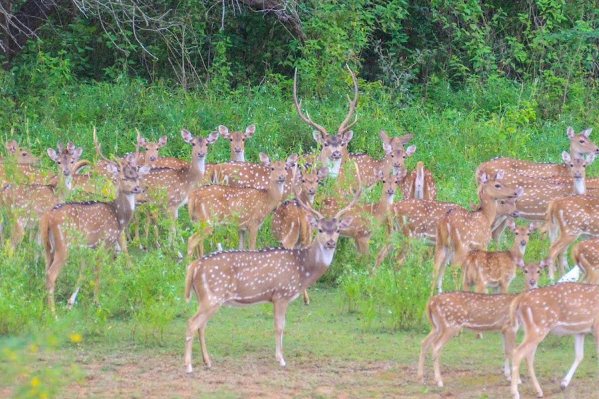 Spotted Deer