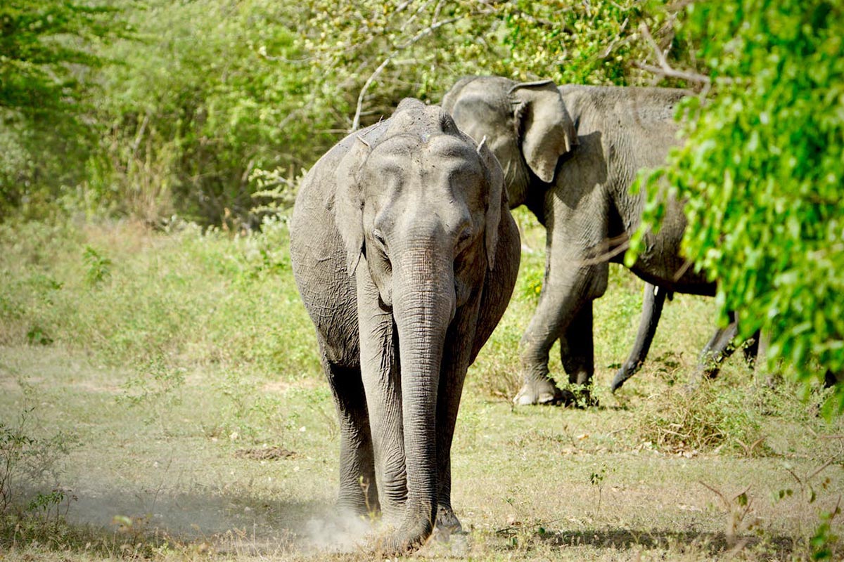 Sri Lankan Elephant In Yala