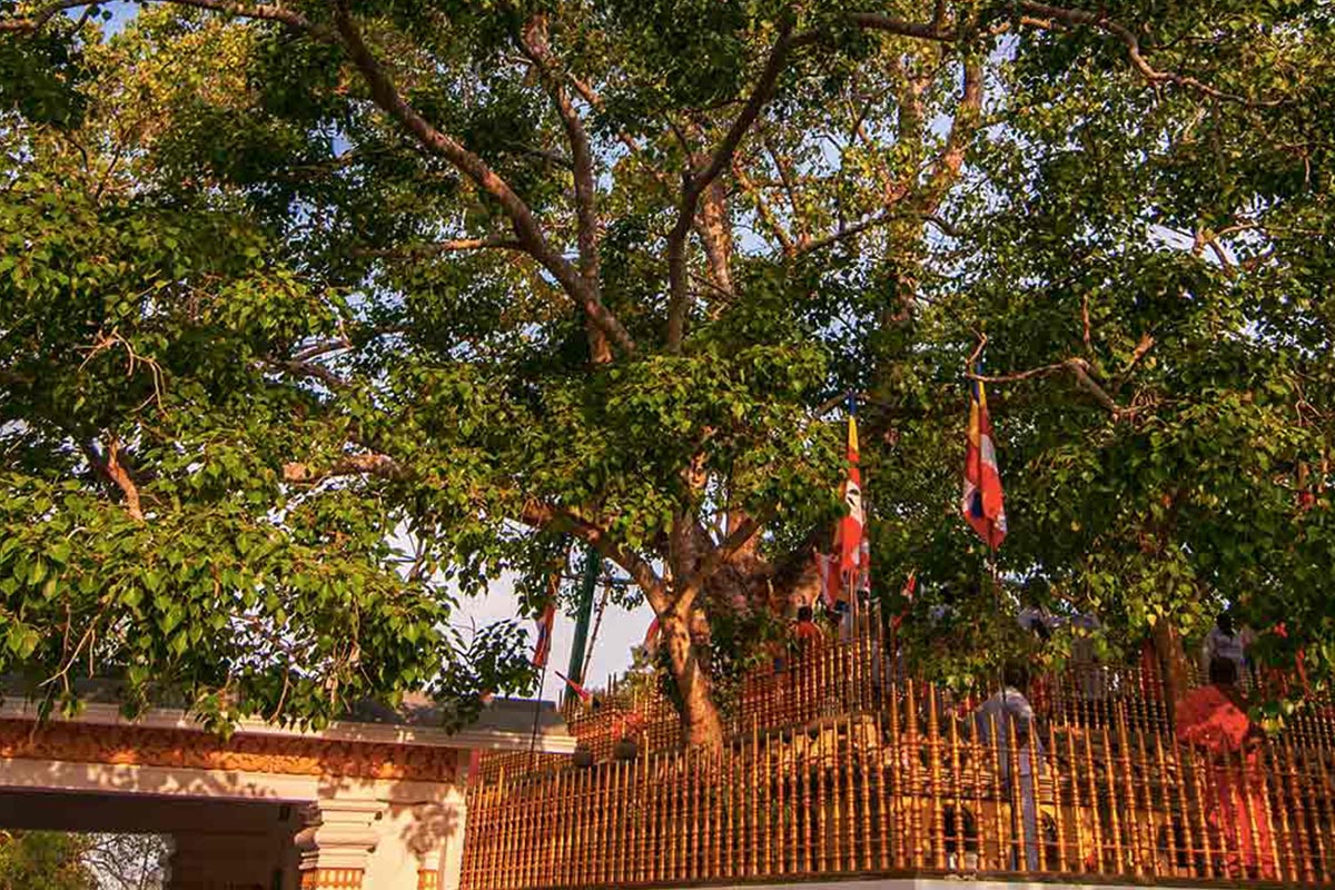 Sri Maha Bodhi Tree