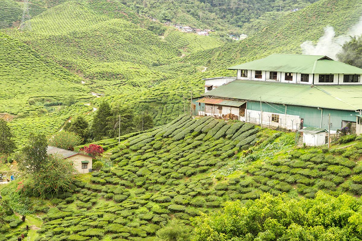 Tea Plantations & Factories
