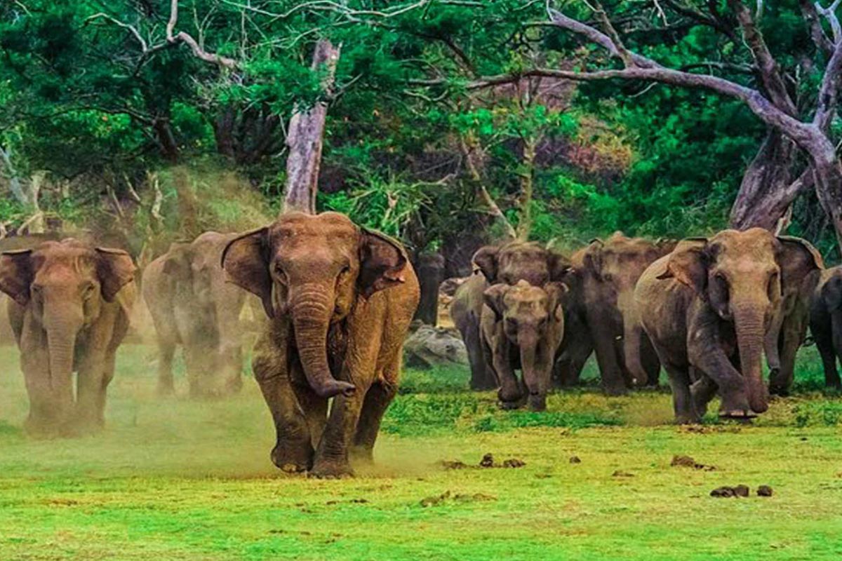 Udawalawe elephants