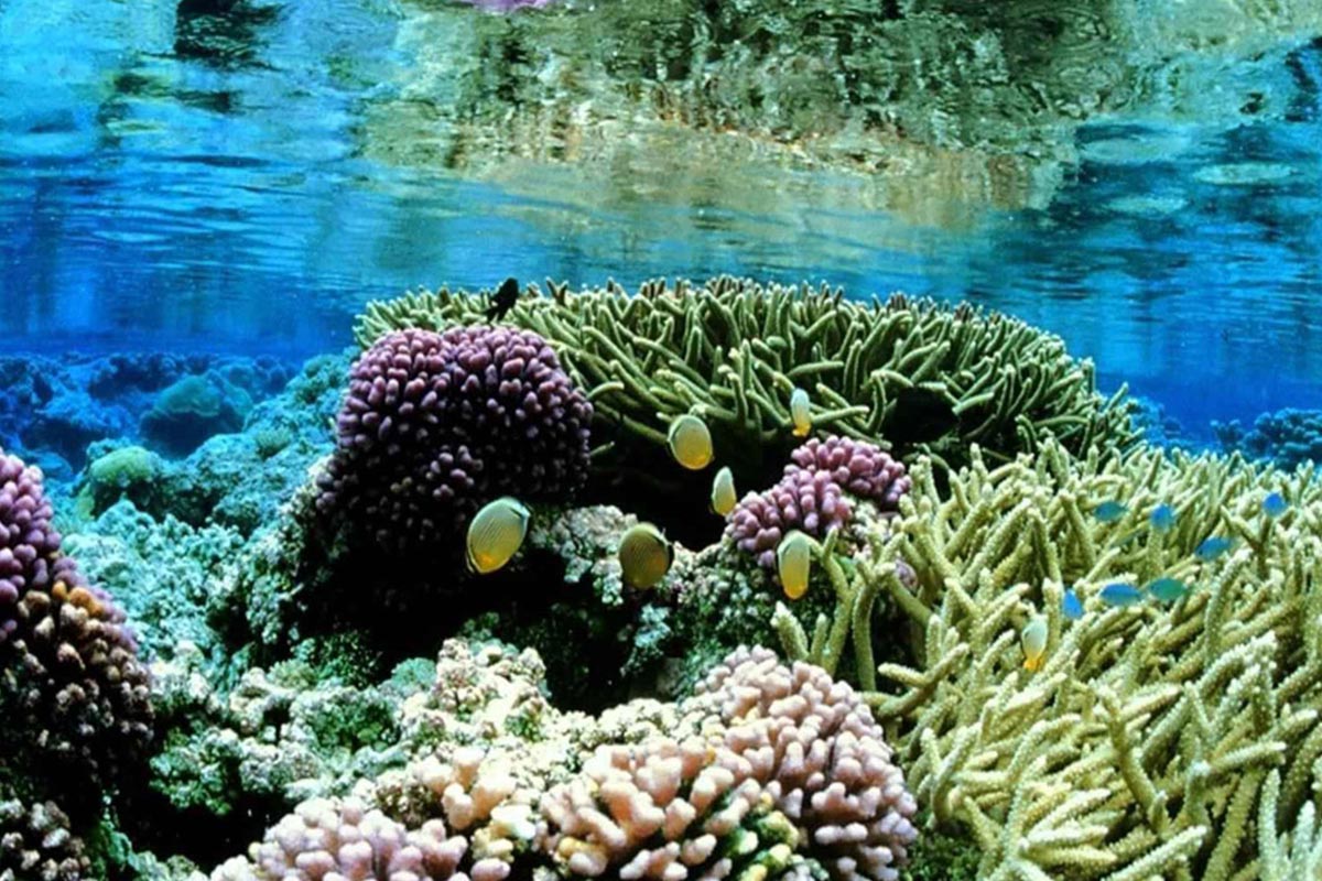 Coral Reefs