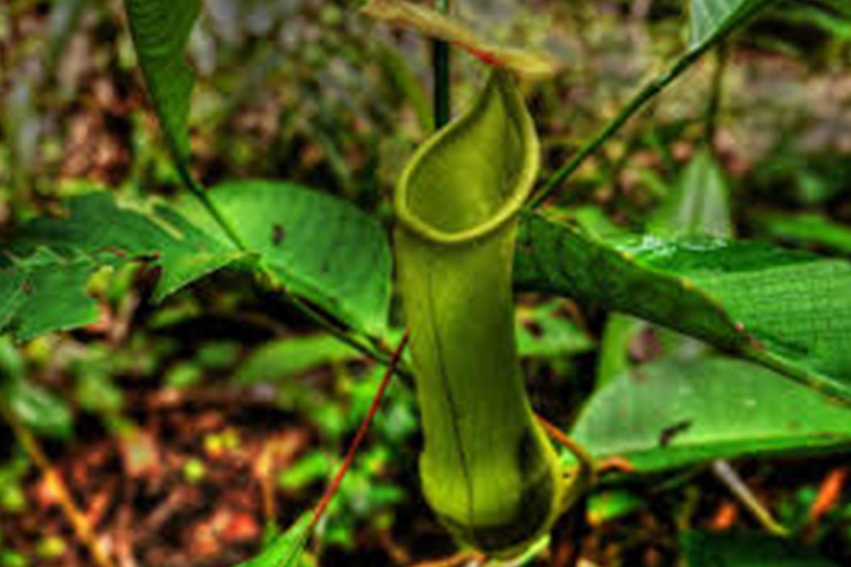 Endemic Plants & Trees