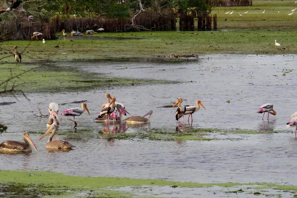Kumana National Park