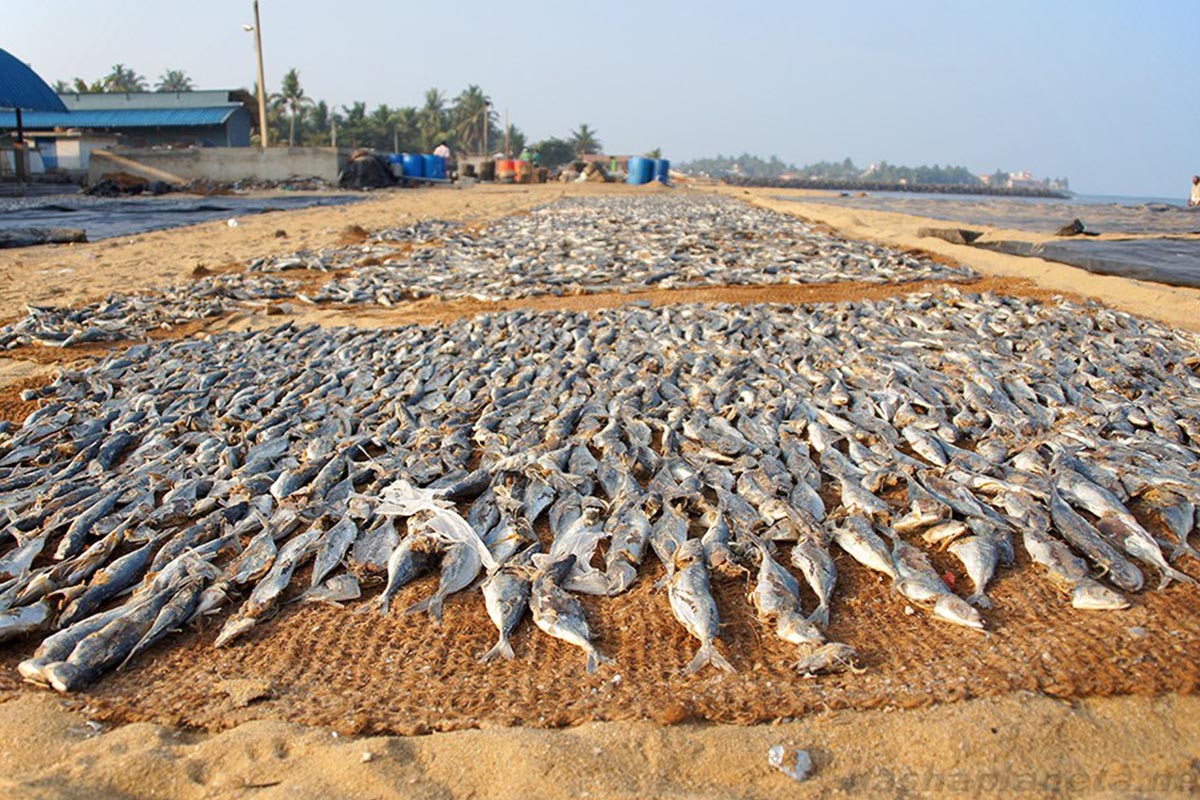 Negombo Fish Market