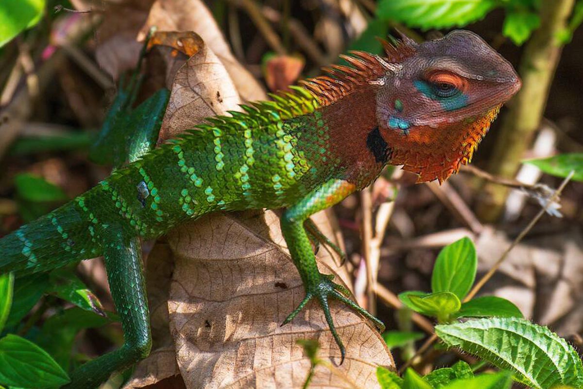 Reptiles & Amphibians