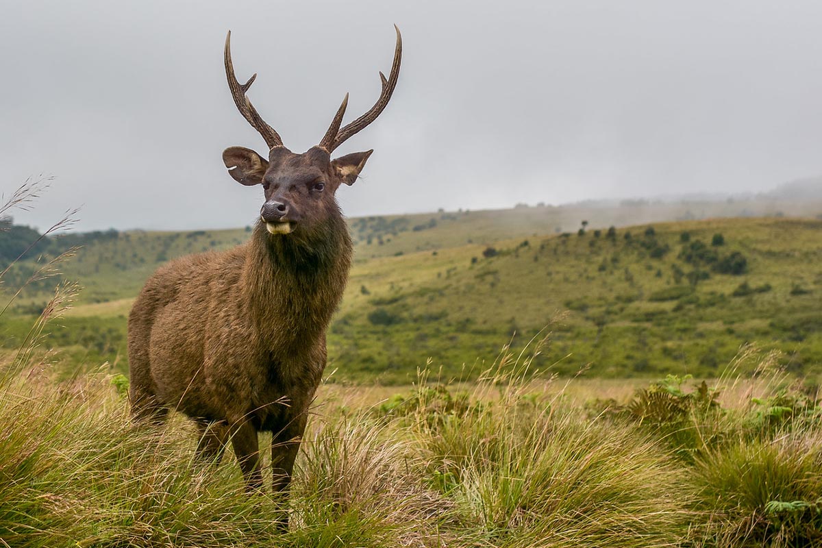 Sambar Deer